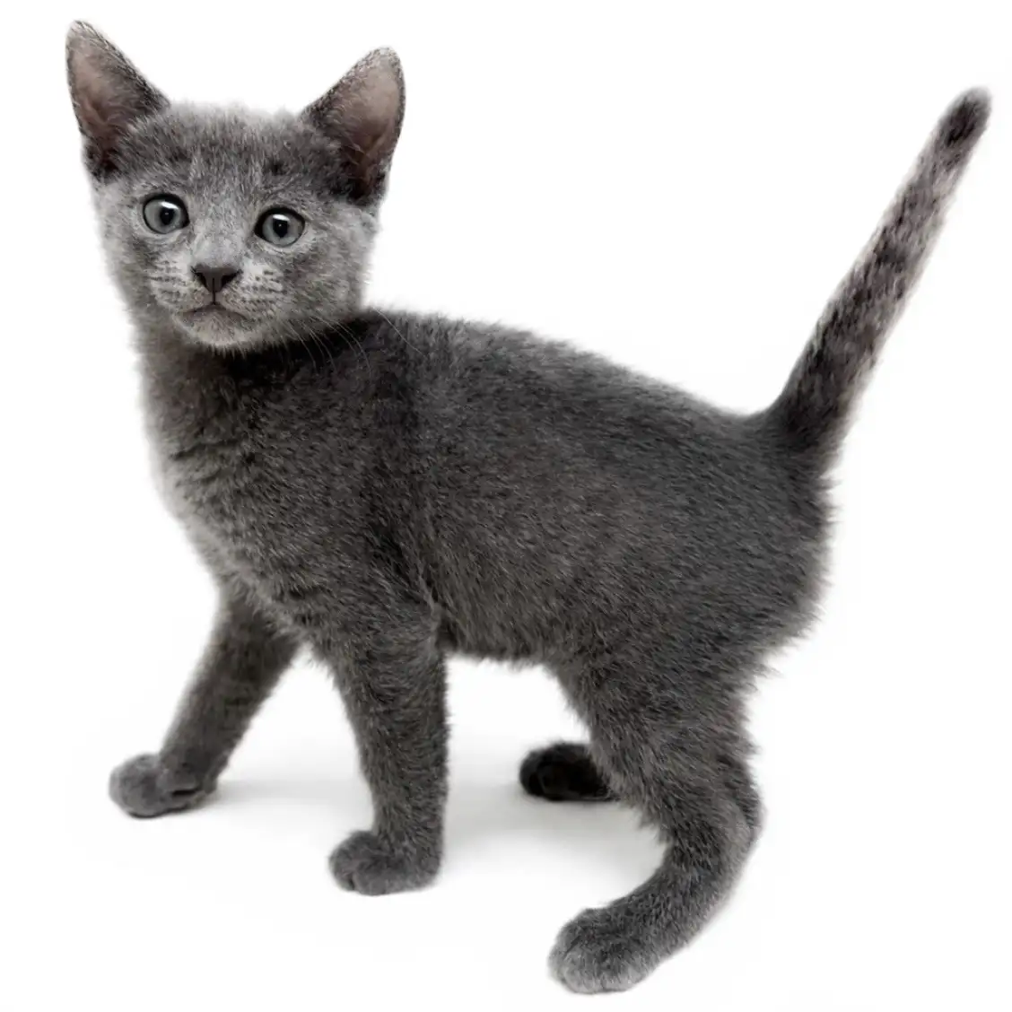 ロシアンブルー