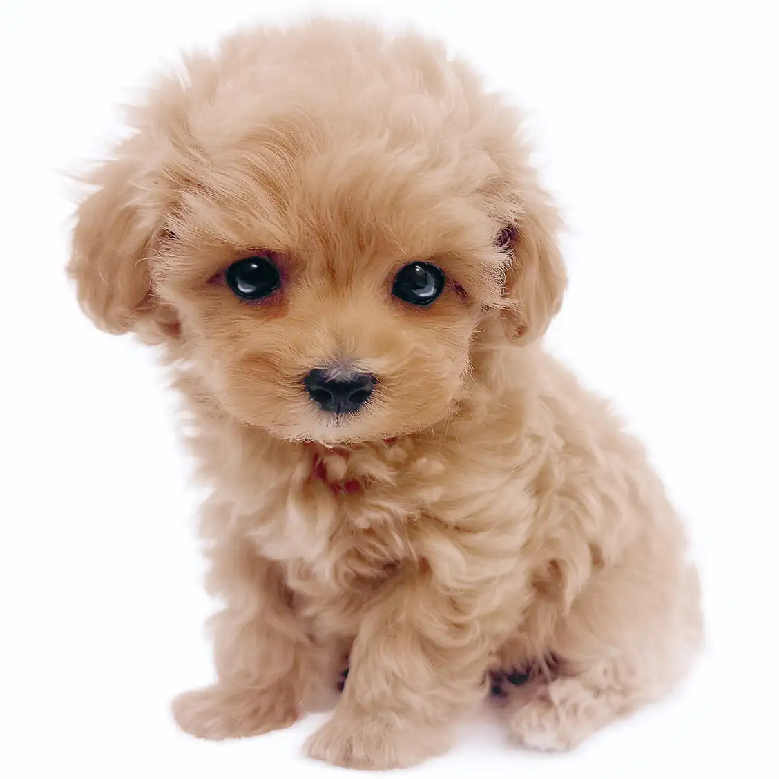 MIX（トイプードル×マルチーズ）