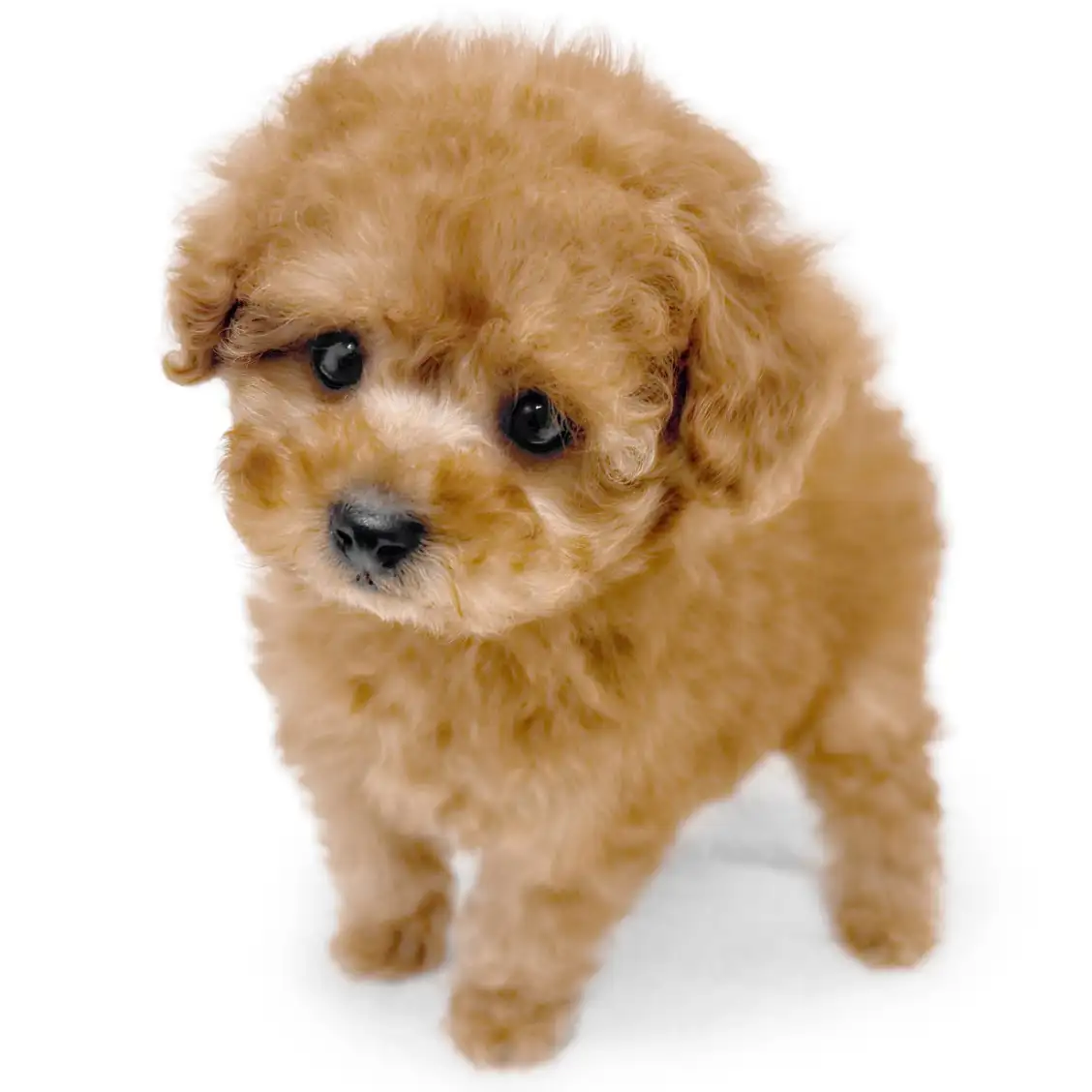 トイ・プードル