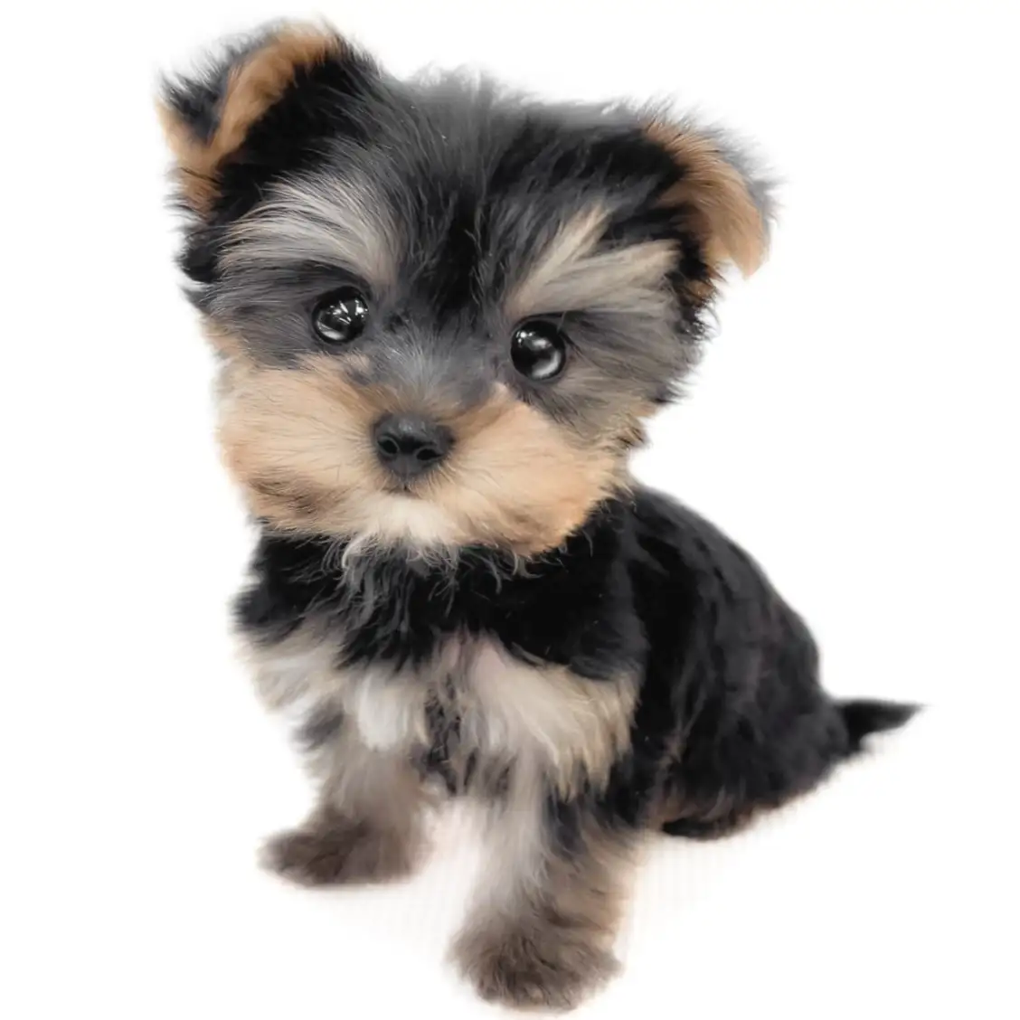 ヨークシャーテリア