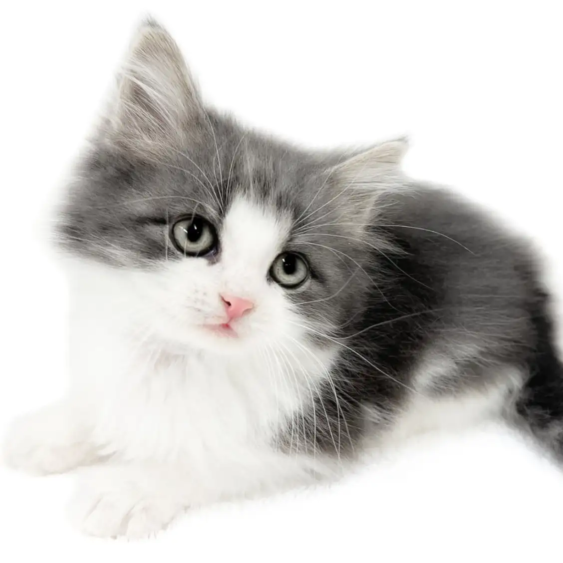 ノルウェージャンフォレストキャット