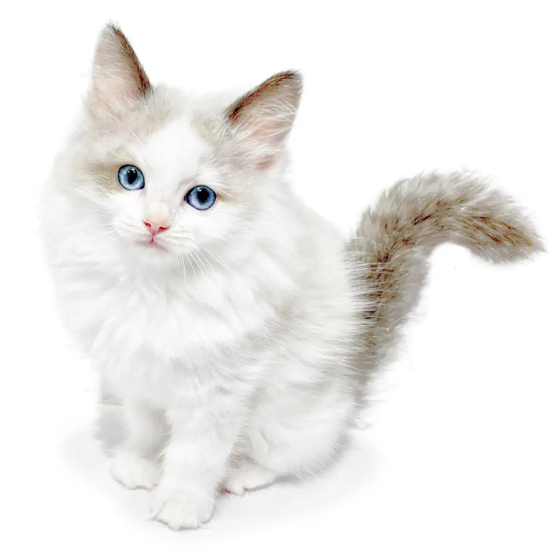 ラグドール | ペットショップ マルワン 小さめ子犬 美形な子猫 初心者