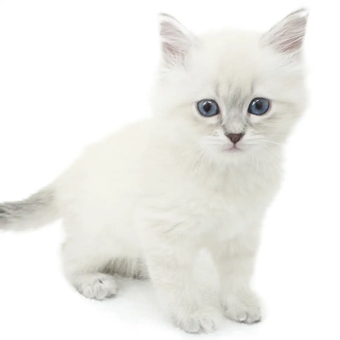 ネヴァマスカレード