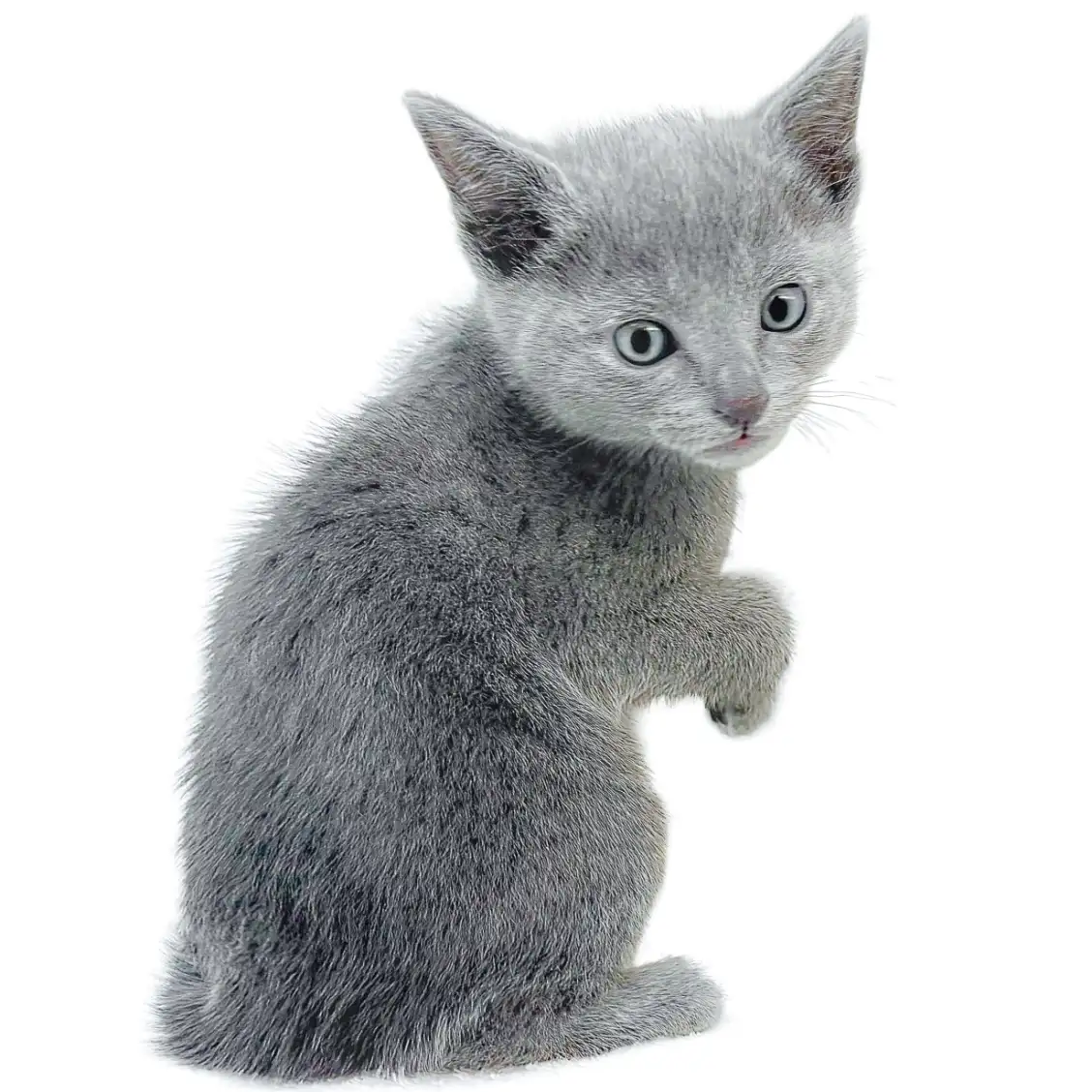 ロシアンブルー