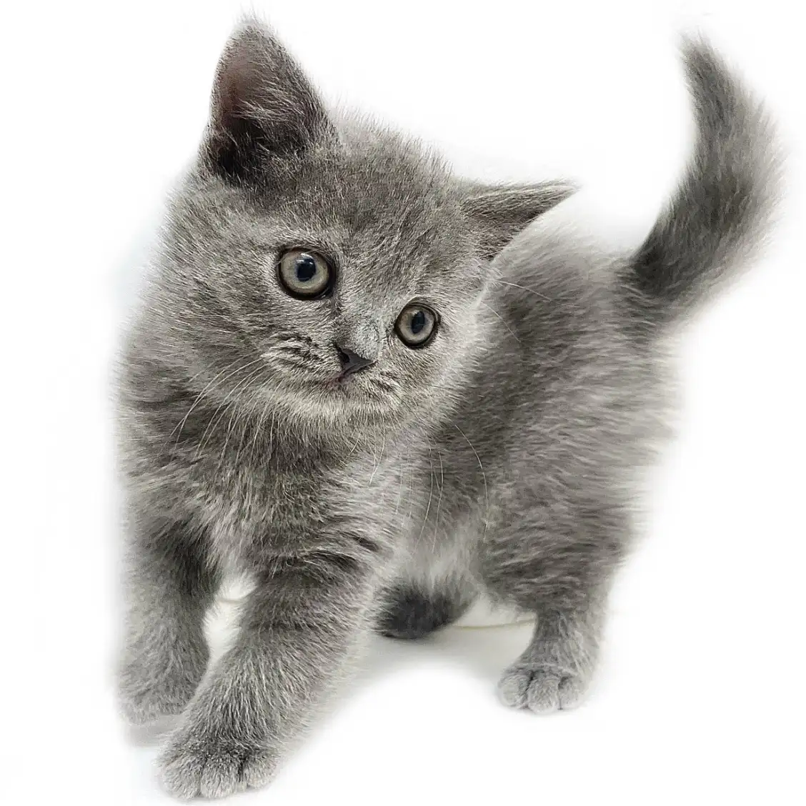 ブリティッシュショートヘア