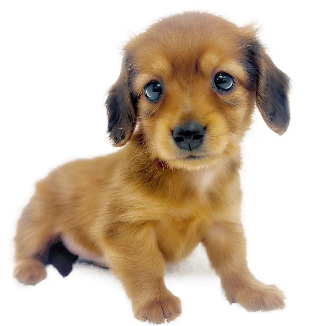 カニンヘン・ダックスフント