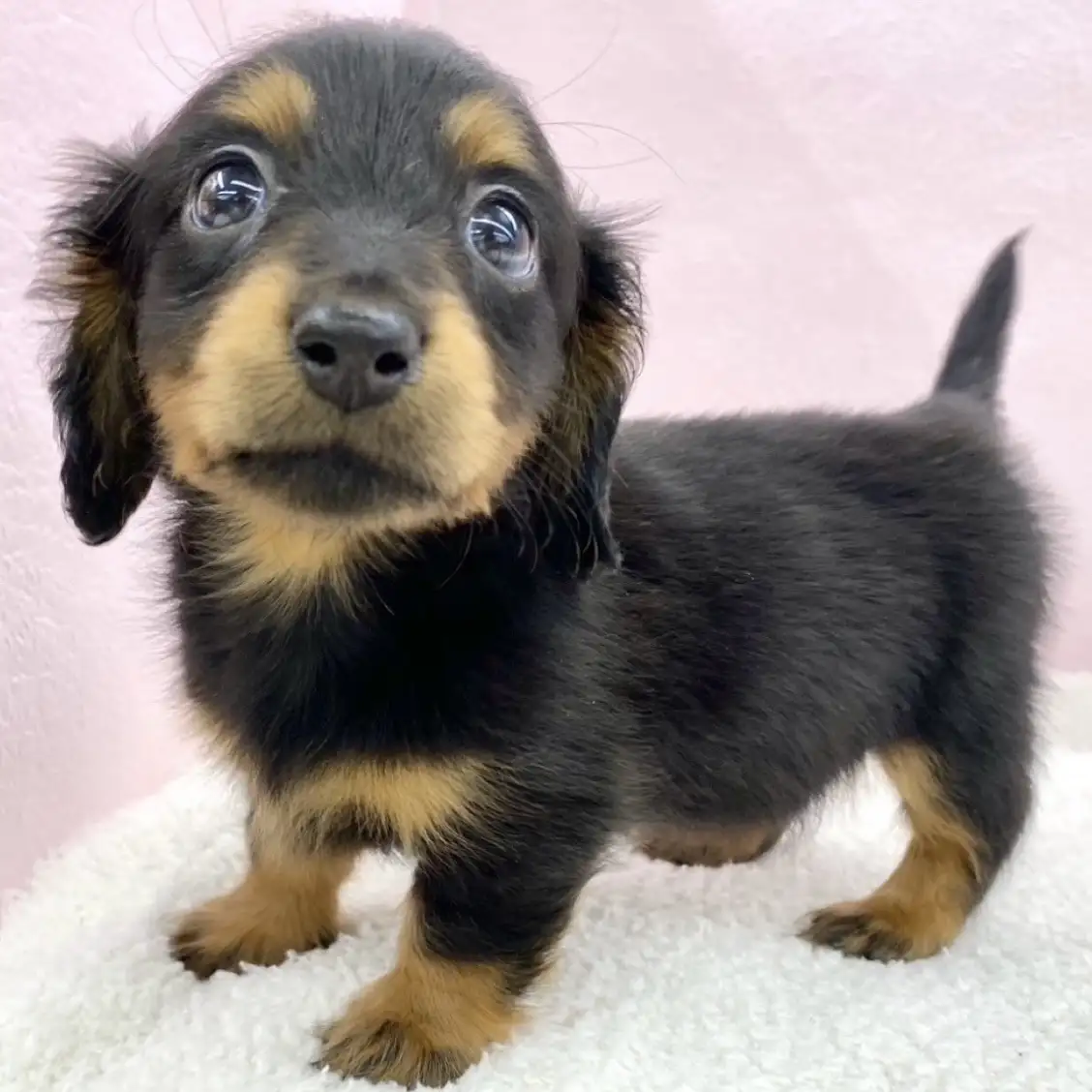 ミニチュア・ダックスフント