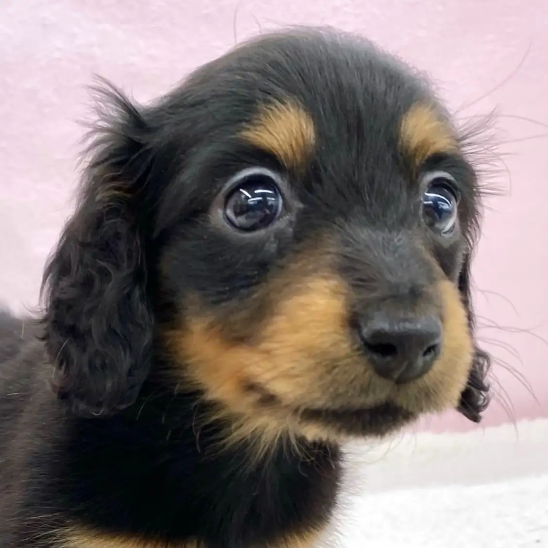 ミニチュア・ダックスフント