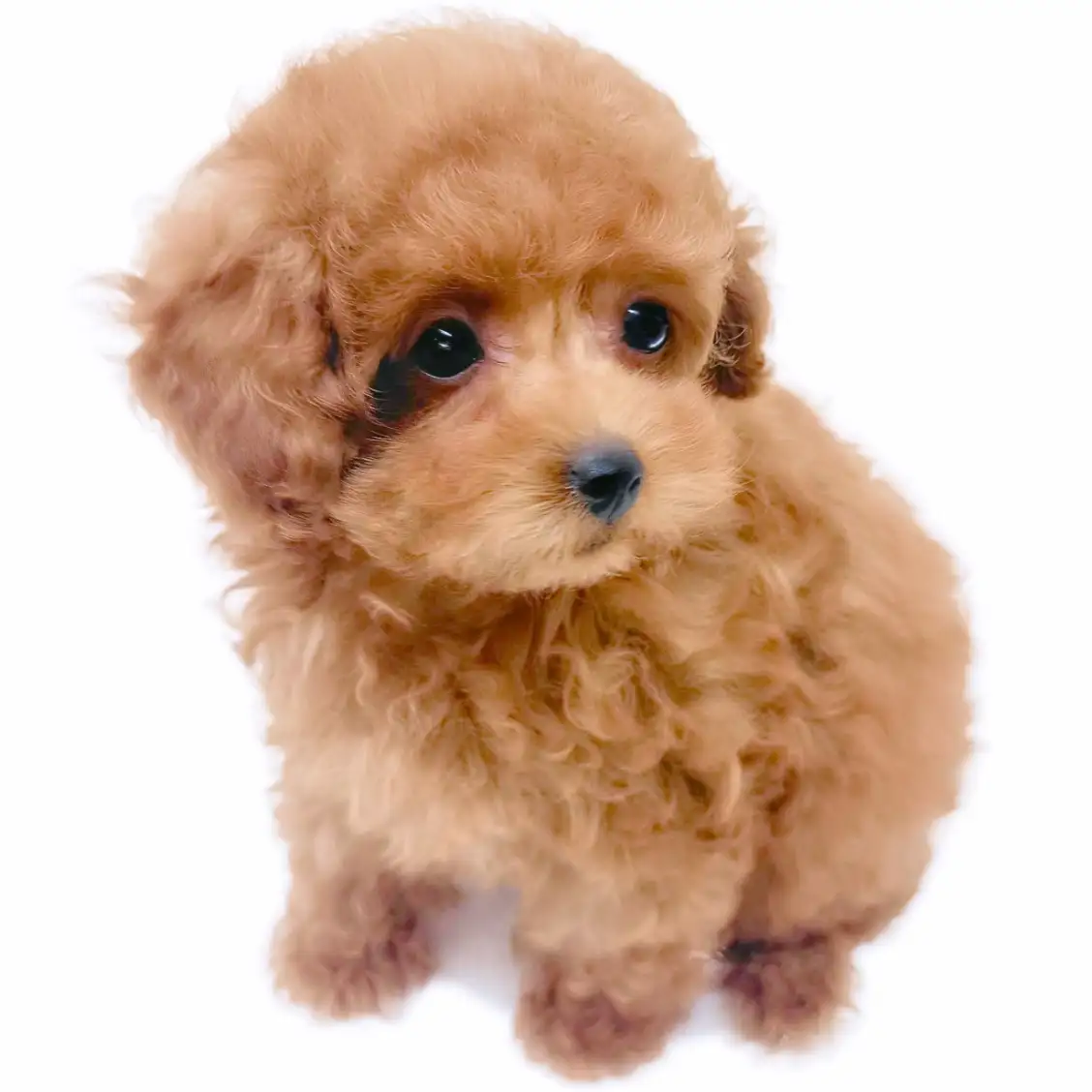 トイ・プードル