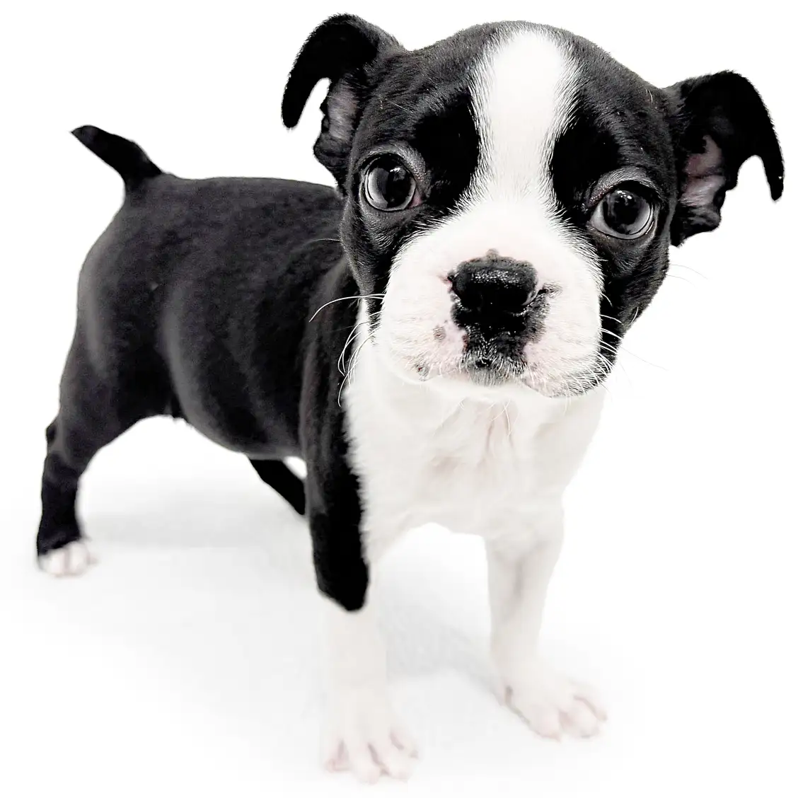 ボストンテリア