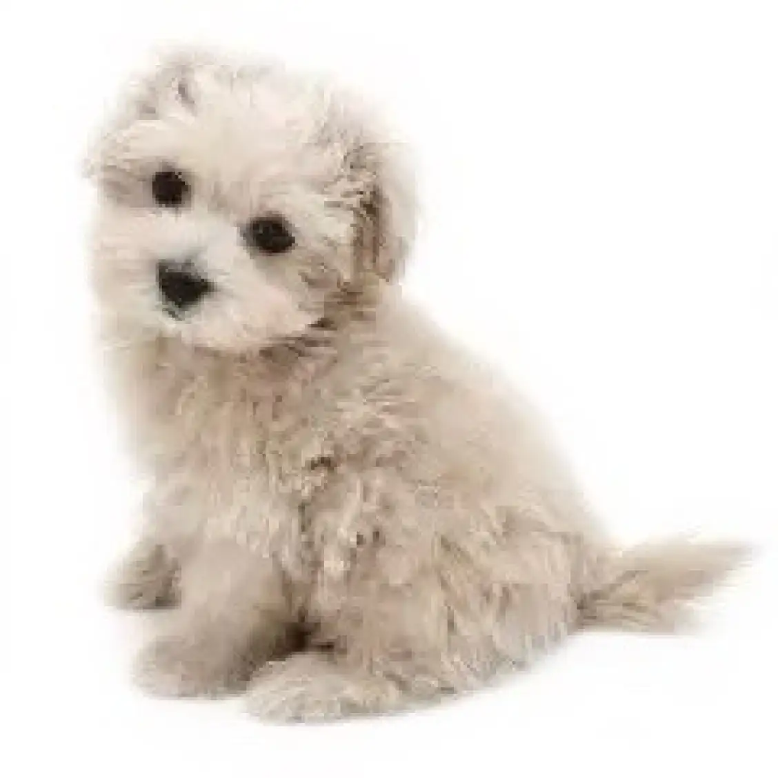 MIX（マルチーズ×トイプードル）