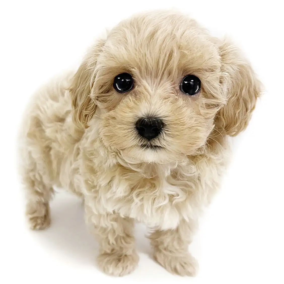 MIX（マルチーズ×トイプードル）