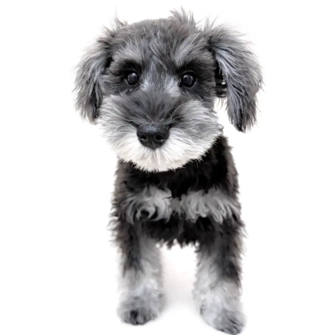 ミニチュア・シュナウザー