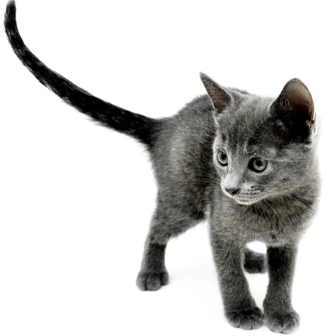 ロシアンブルー