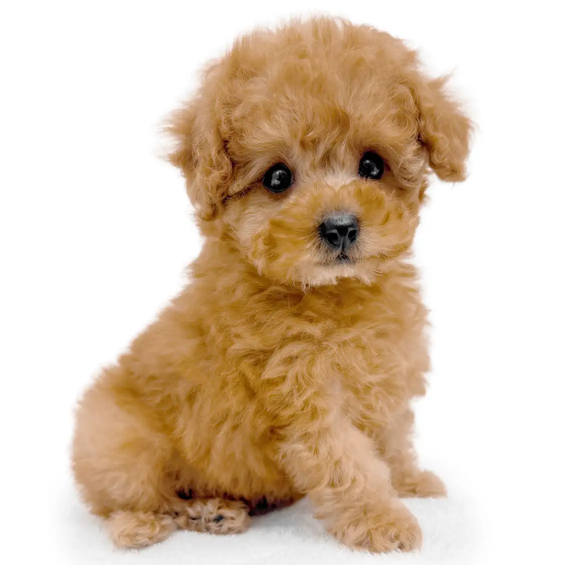 トイ・プードル