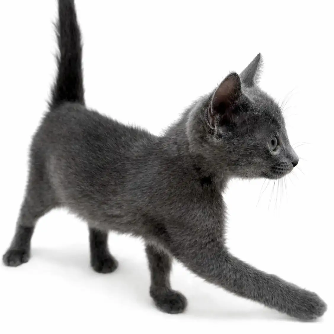 ロシアンブルー