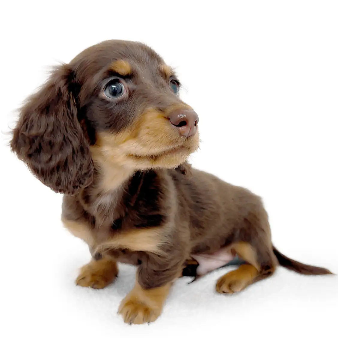 ミニチュア・ダックスフント