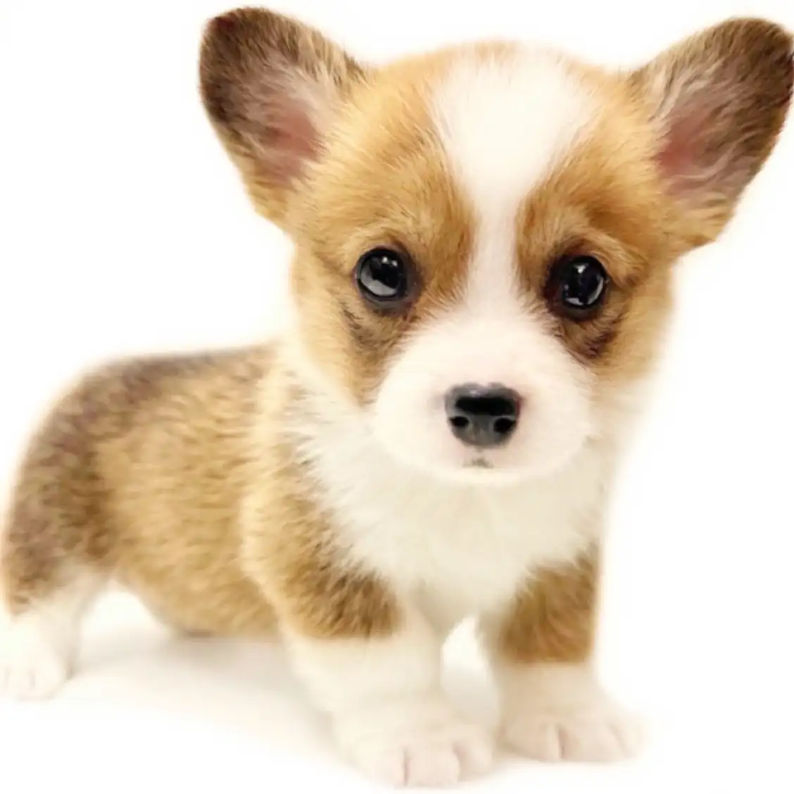 ウェルシュコーギーペンブローク