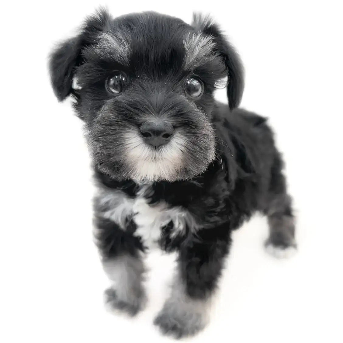 ミニチュア・シュナウザー