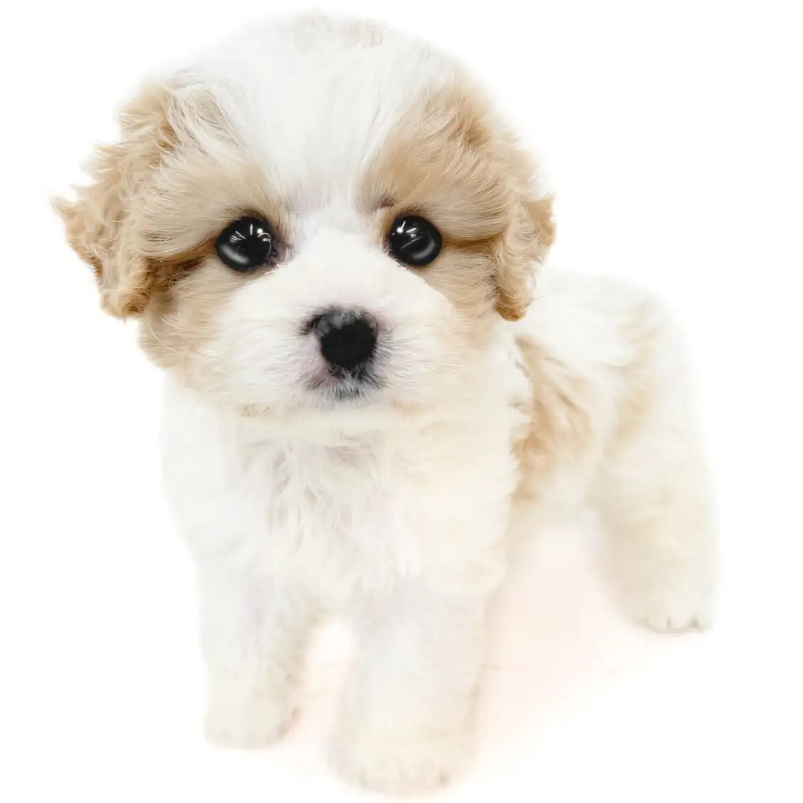 MIX（キャバリアキングチャールズスパニエル×ビションフリーゼ）