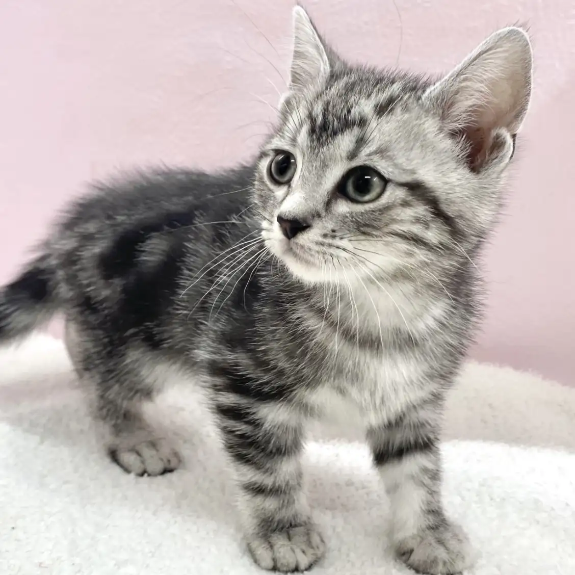 アメリカンショートヘア