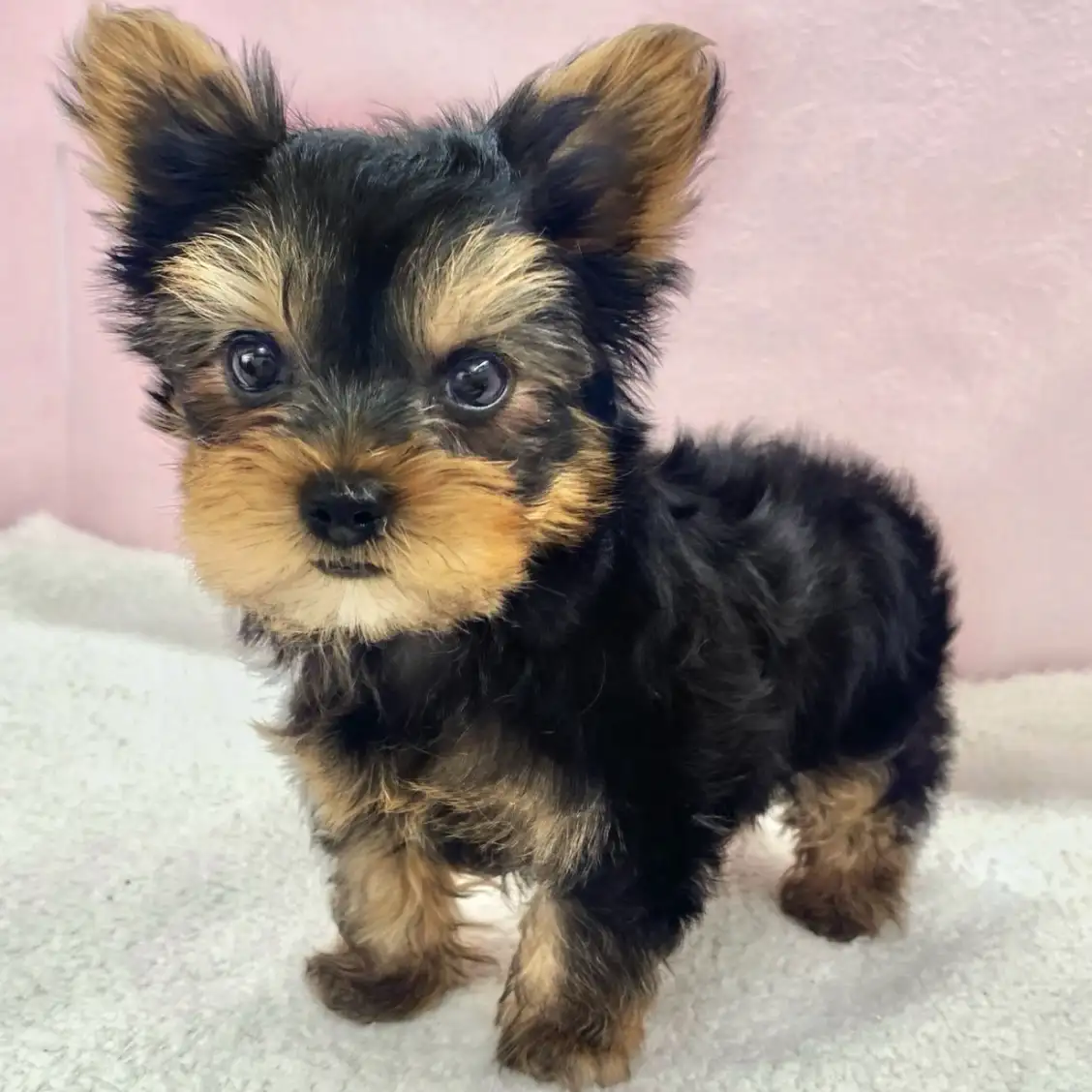 ヨークシャーテリア