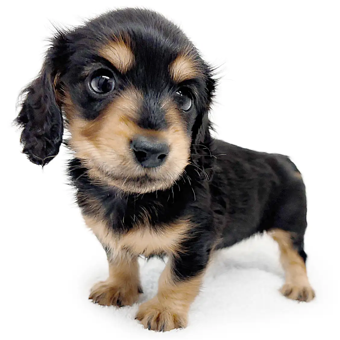 ミニチュア・ダックスフント