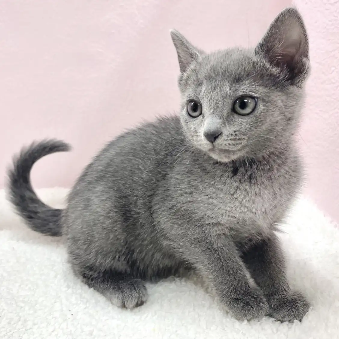 ロシアンブルー