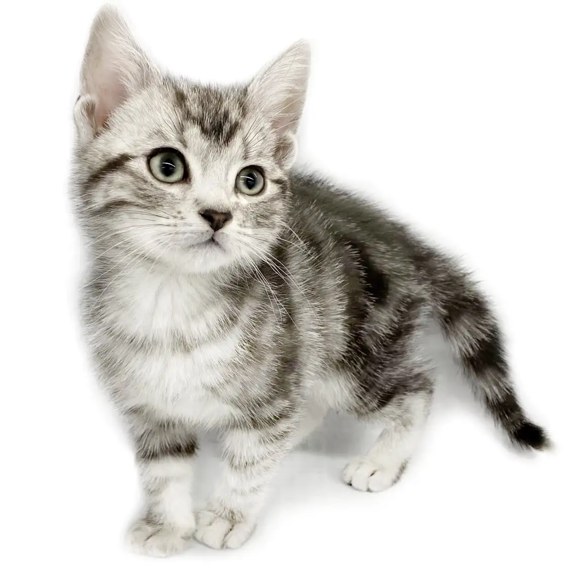 アメリカンショートヘア