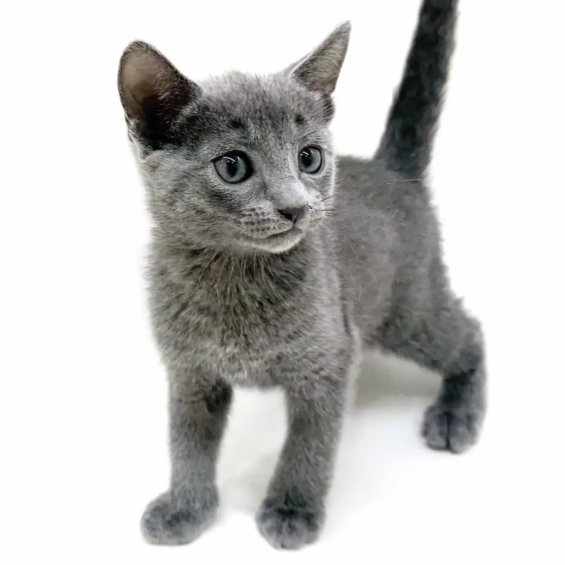 ロシアンブルー