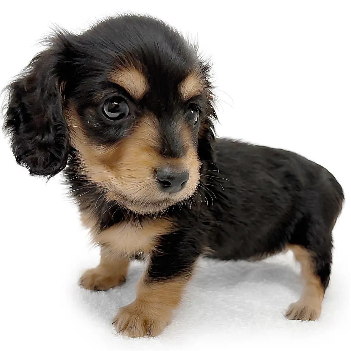 ミニチュア・ダックスフント