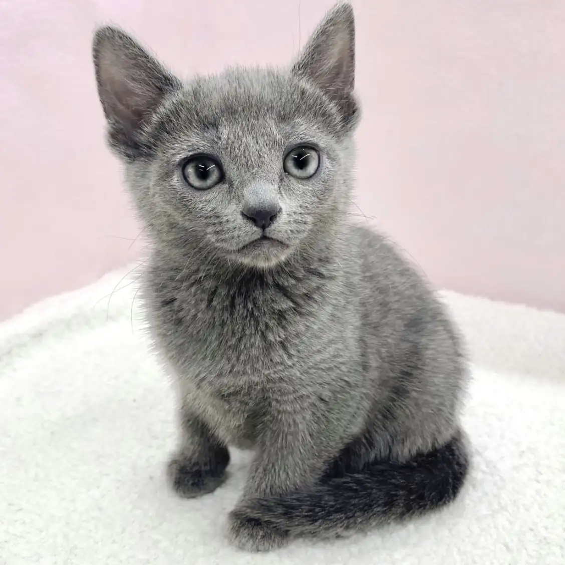 ロシアンブルー