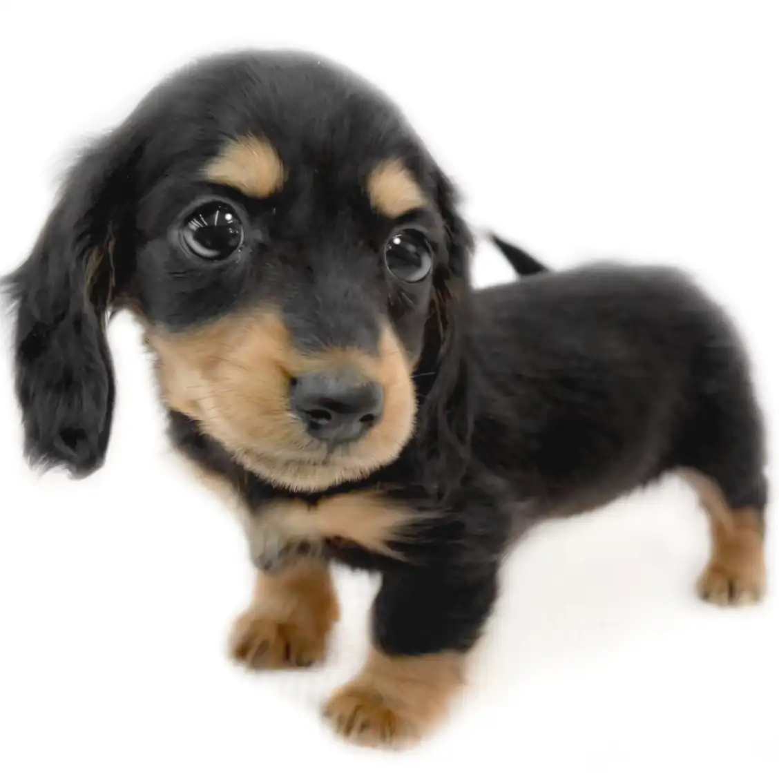 ミニチュア・ダックスフント