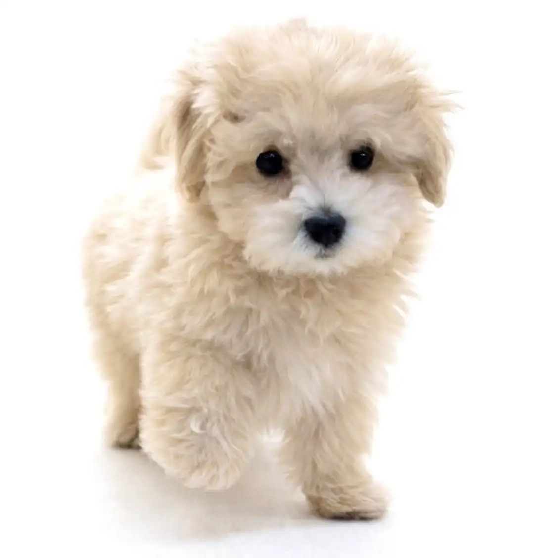 MIX（マルチーズ×トイプードル）