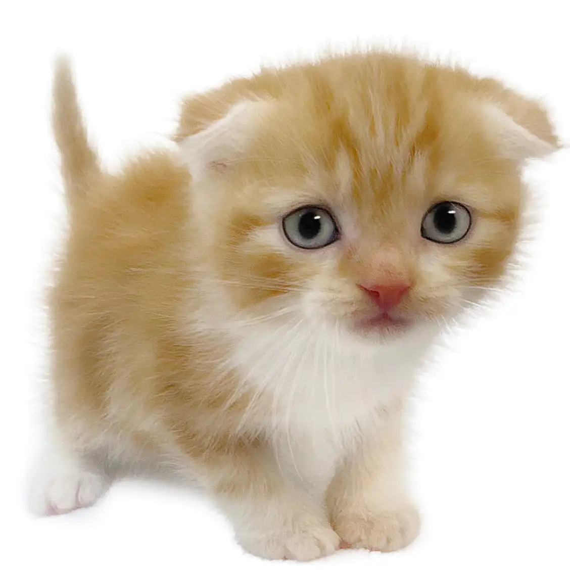 スコティッシュフォールド