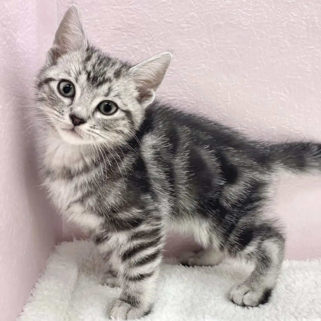 アメリカンショートヘア