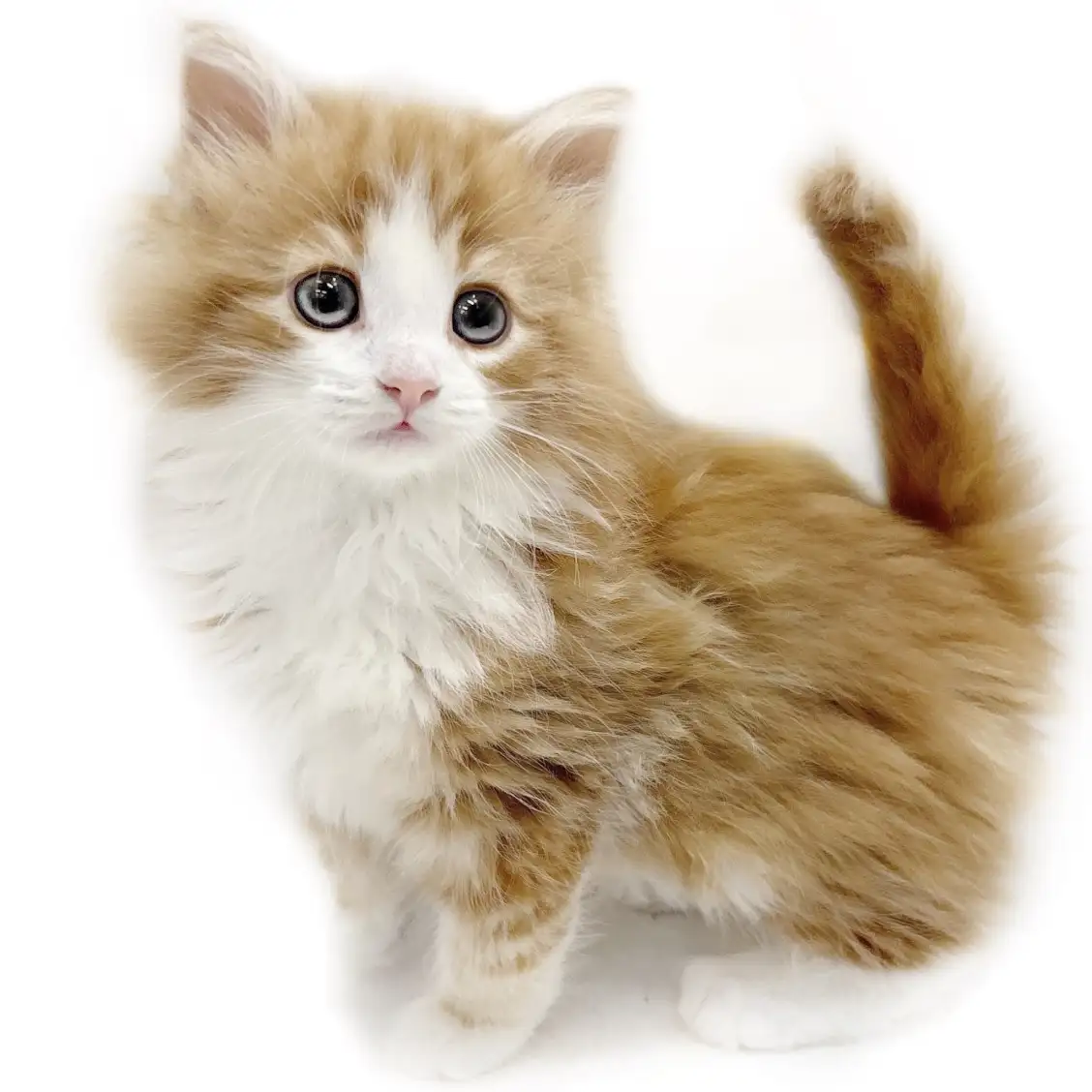 ノルウェージャンフォレストキャット