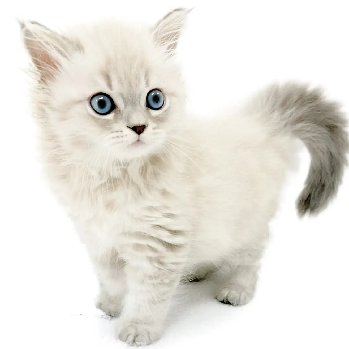 ネヴァマスカレード