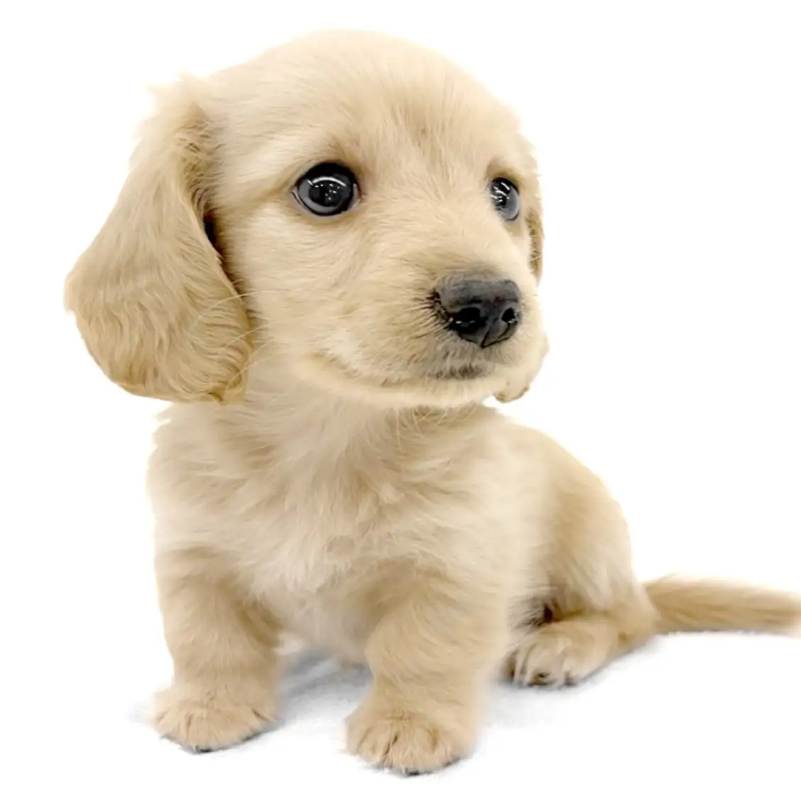 ミニチュア・ダックスフント