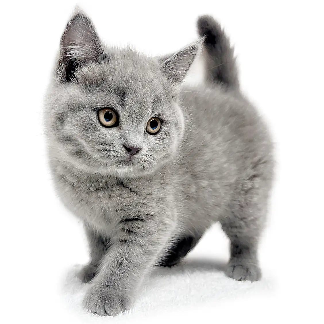 ブリティッシュショートヘア