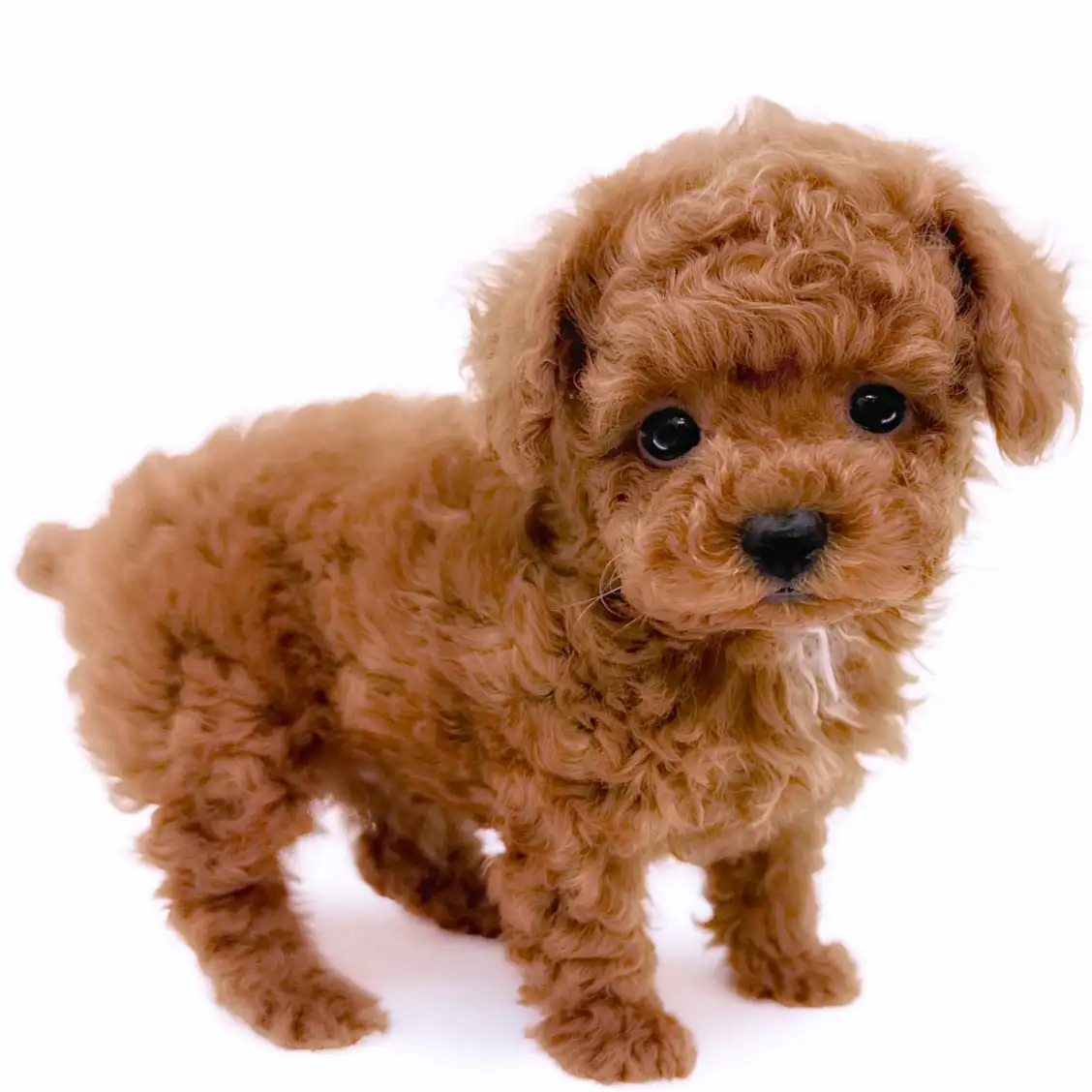 トイ・プードル