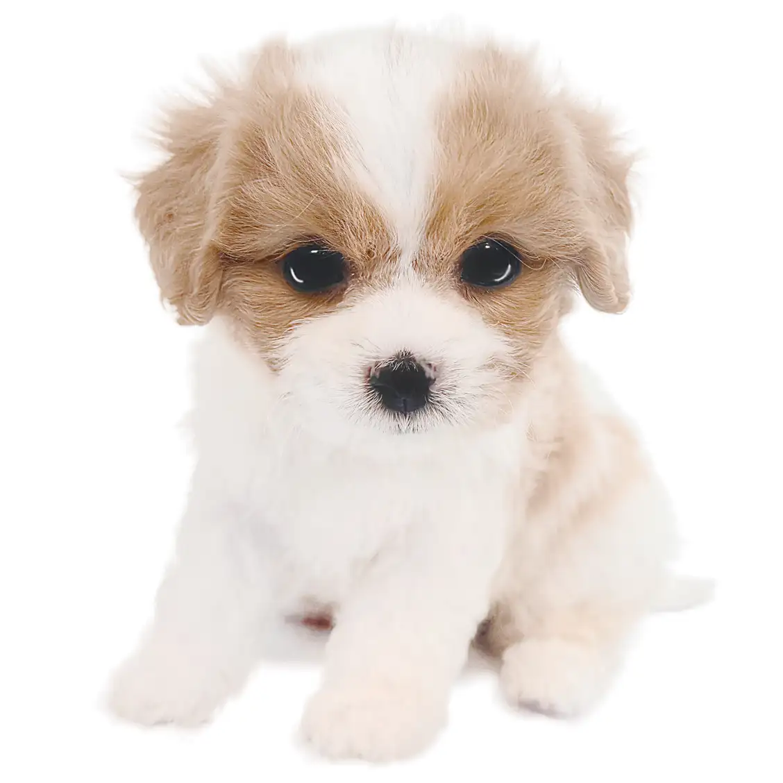 MIX（キャバリアキングチャールズスパニエル×ビションフリーゼ）