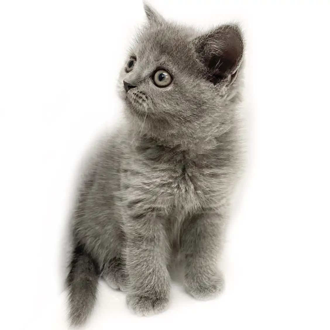 ブリティッシュショートヘア