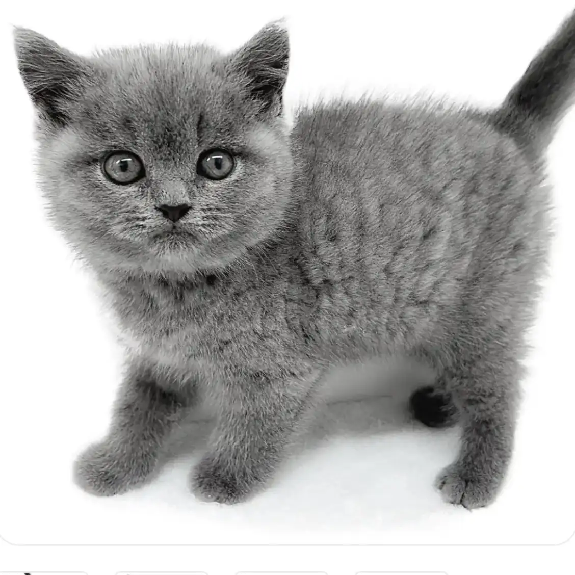 ブリティッシュショートヘア