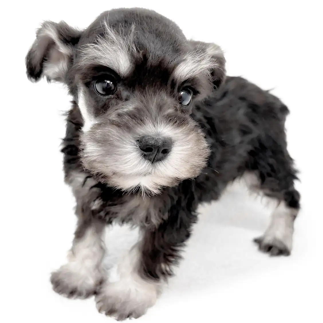 ミニチュア・シュナウザー