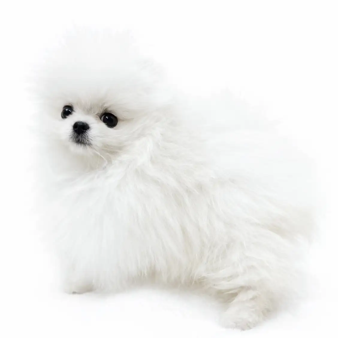 ポメラニアン | ペットショップ マルワン 小さめ子犬 美形な子猫