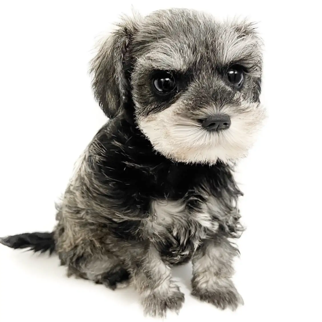 ミニチュア・シュナウザー