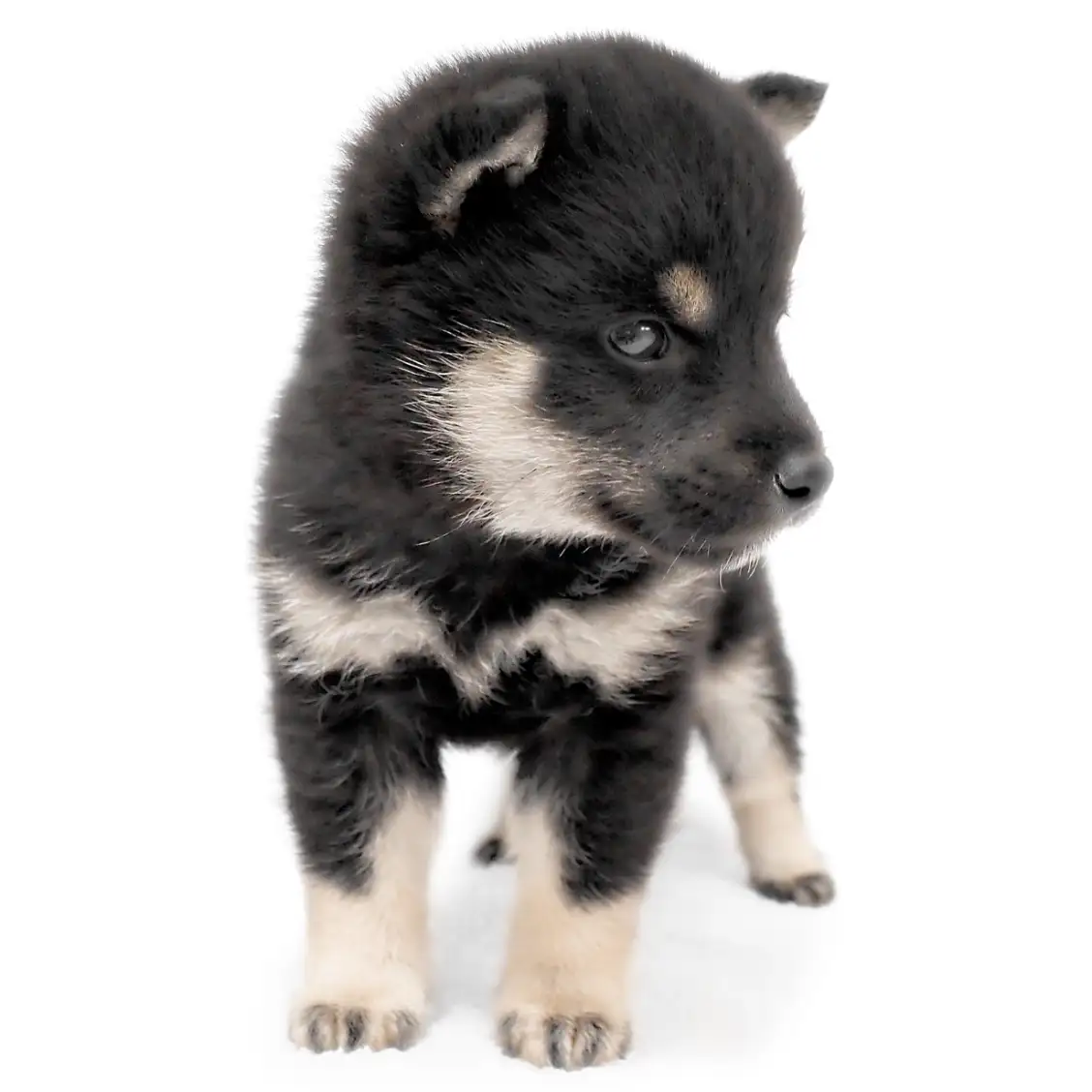 豆柴 | ペットショップ マルワン 小さめ子犬 美形な子猫 初心者安心の