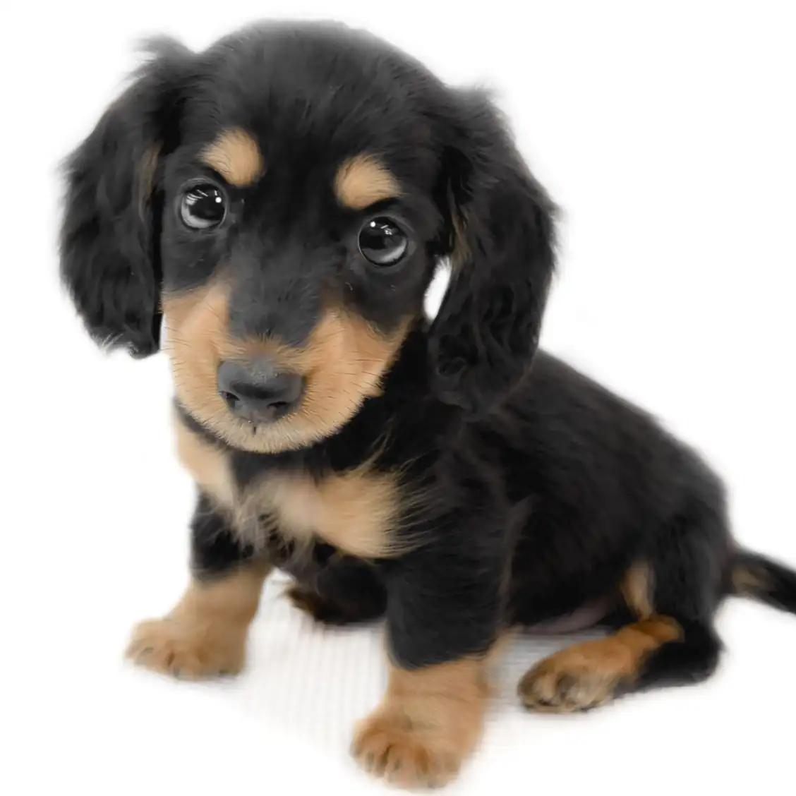 ミニチュア・ダックスフント