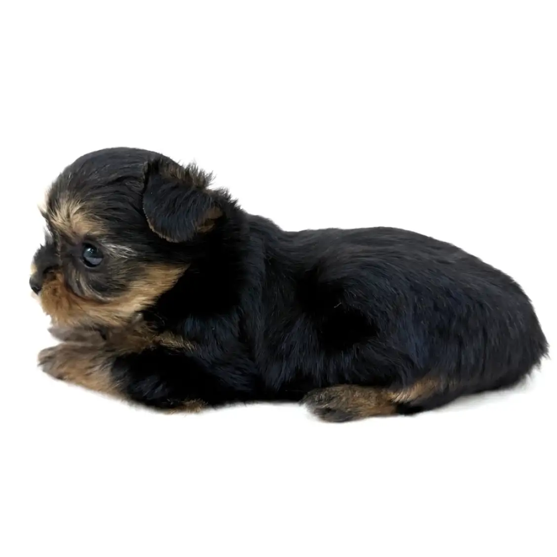 ヨークシャーテリア